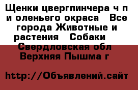 Щенки цвергпинчера ч/п и оленьего окраса - Все города Животные и растения » Собаки   . Свердловская обл.,Верхняя Пышма г.